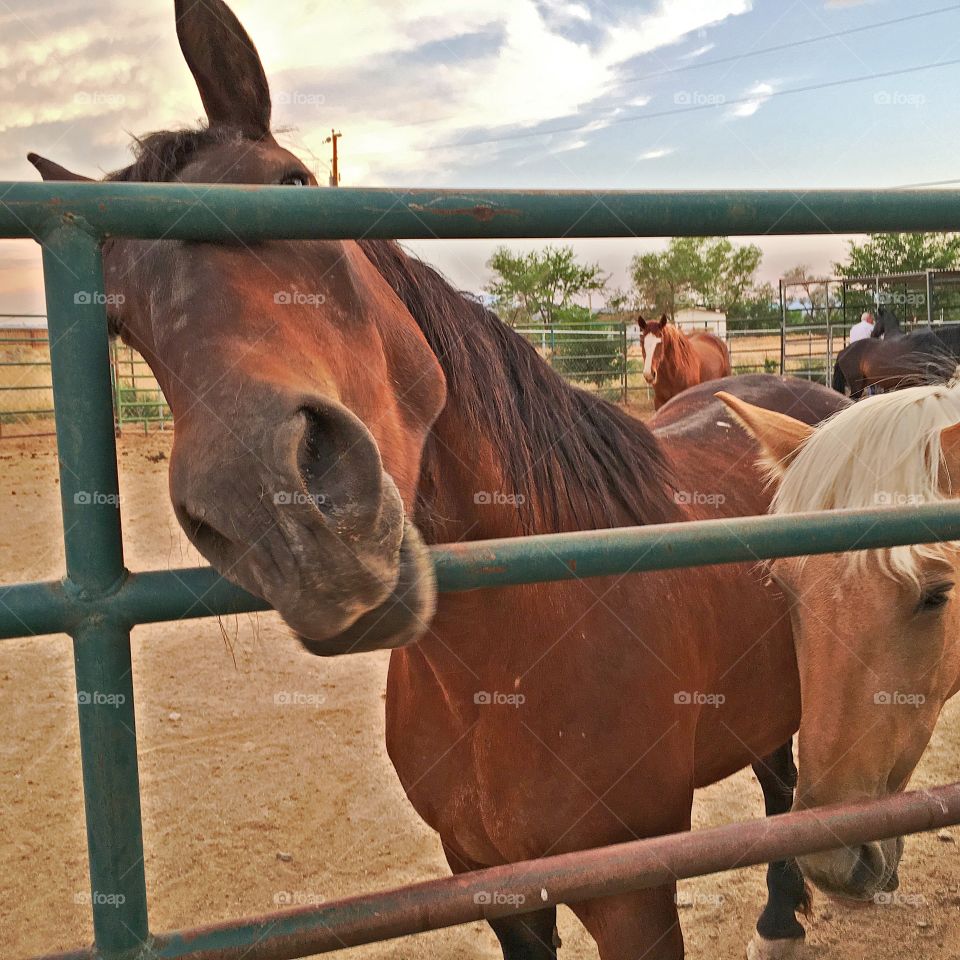 Horses in corral