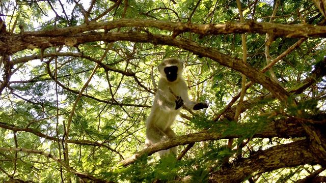 Monkey