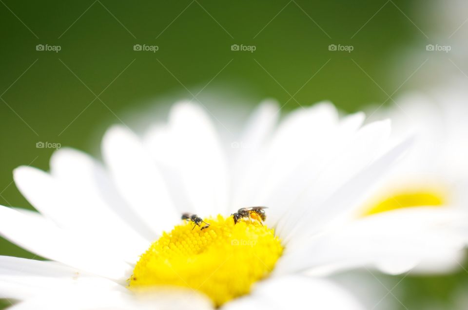 Bugs on Flower . Bugs collecting pollen on a flower during the summer! 