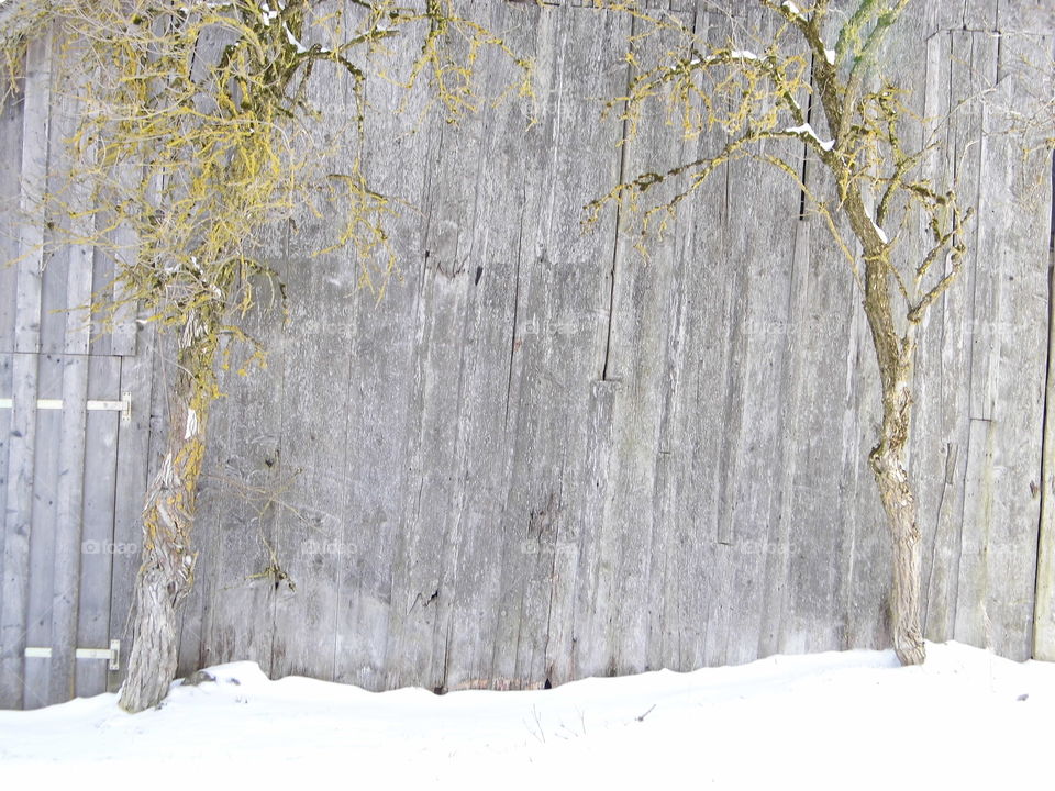 two tree and wooden background