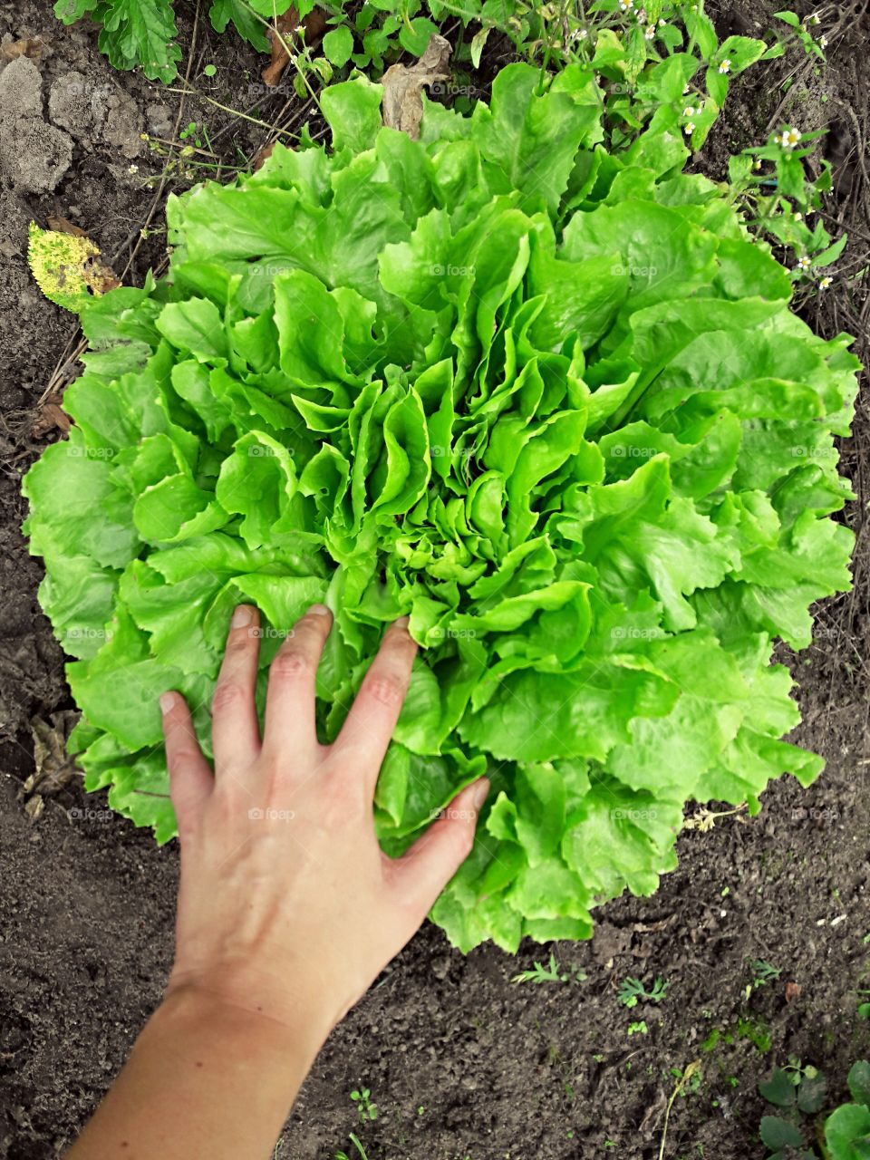 fresh crop of lettuce gardening