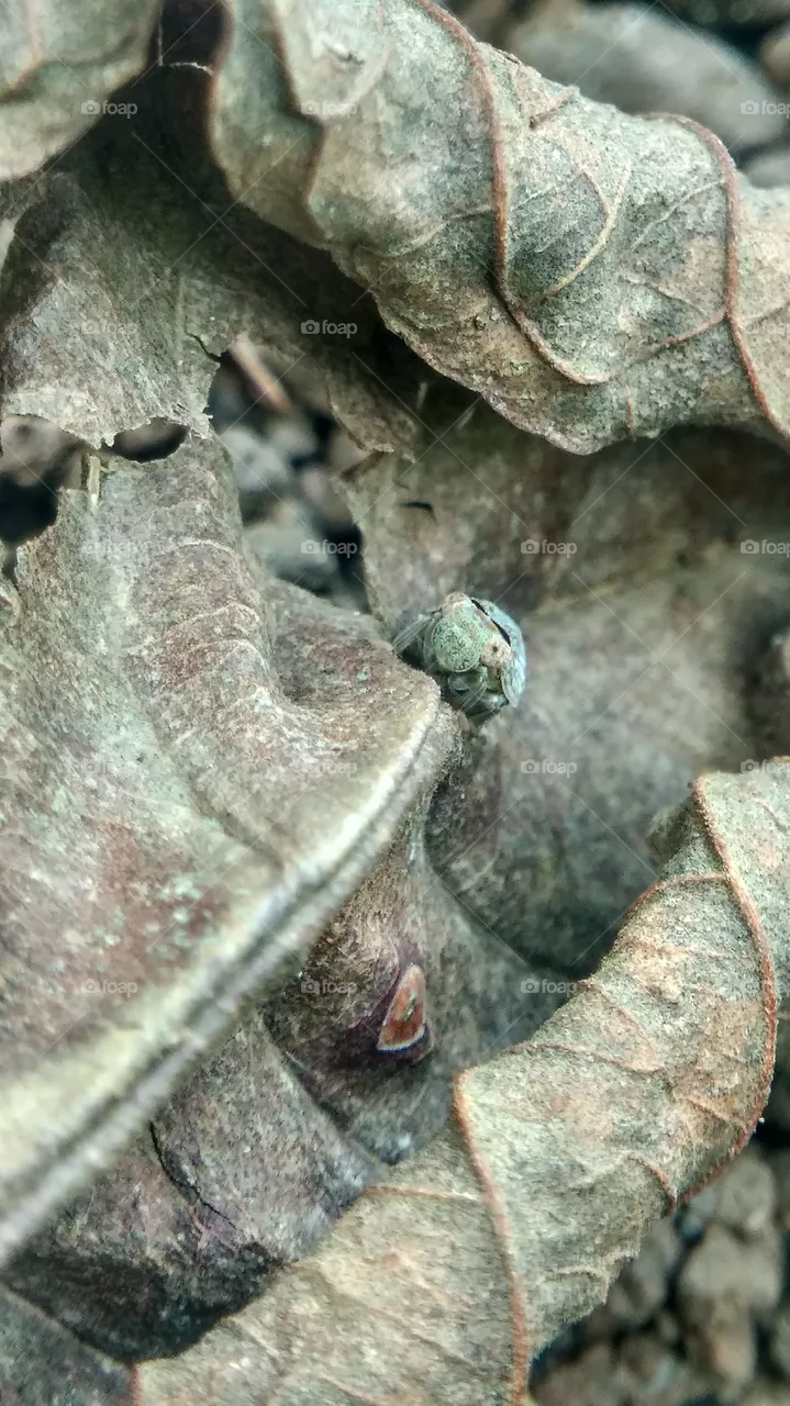 pest