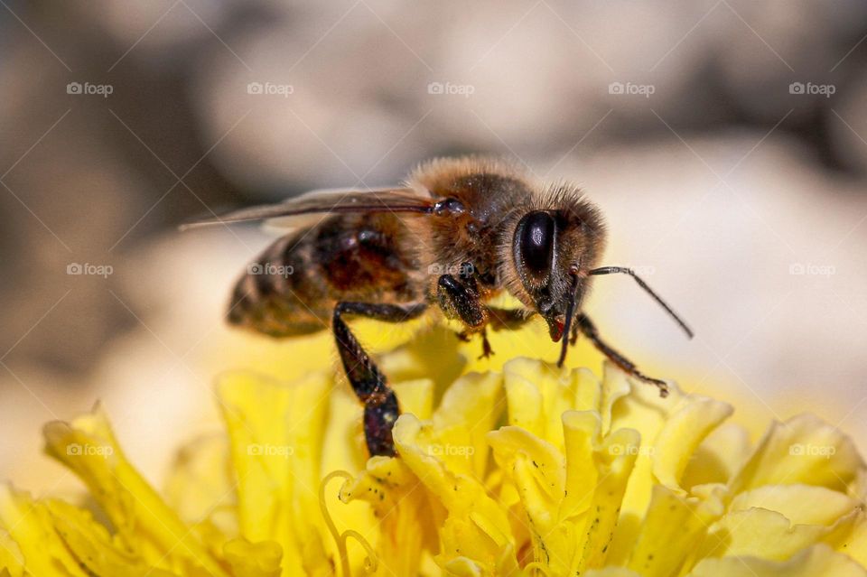 A bee at the yellow