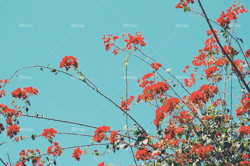 Flower, Tree, Branch, Nature, Season