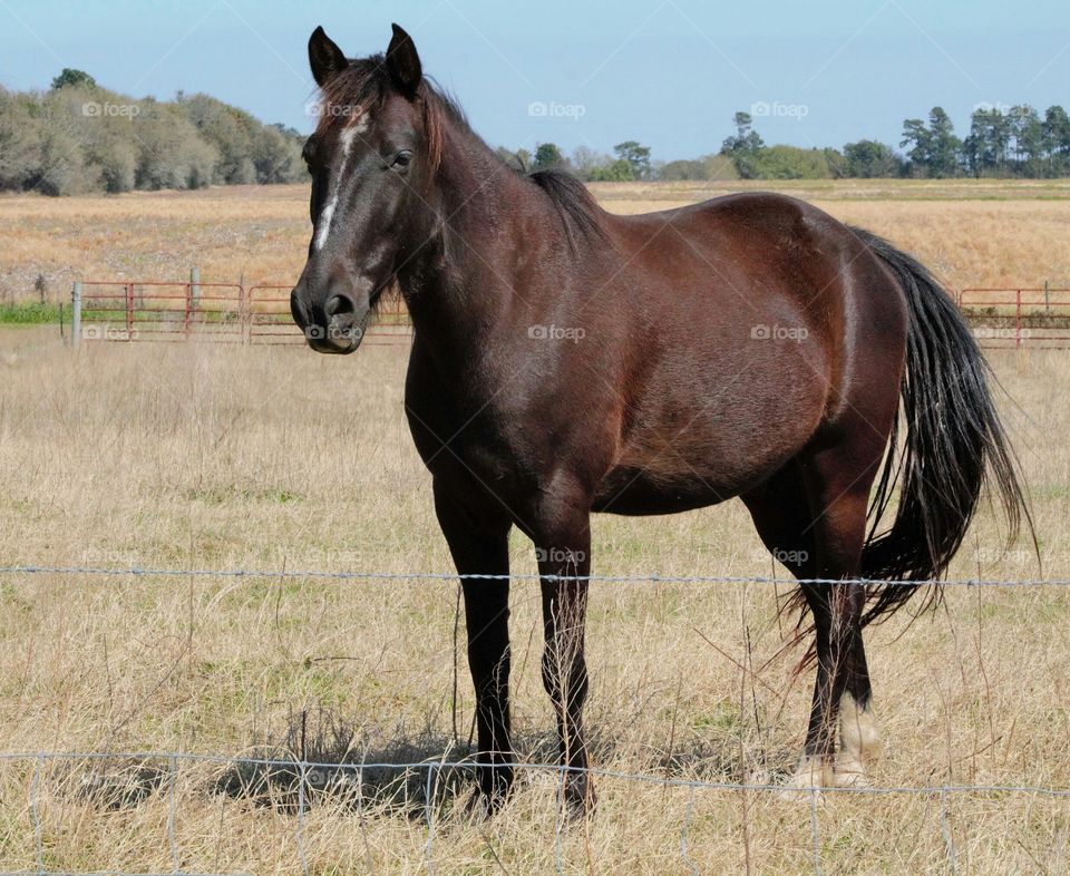 Horse standing in grass