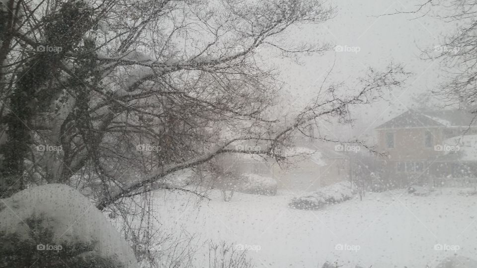 Winter, Snow, Tree, Cold, Frost