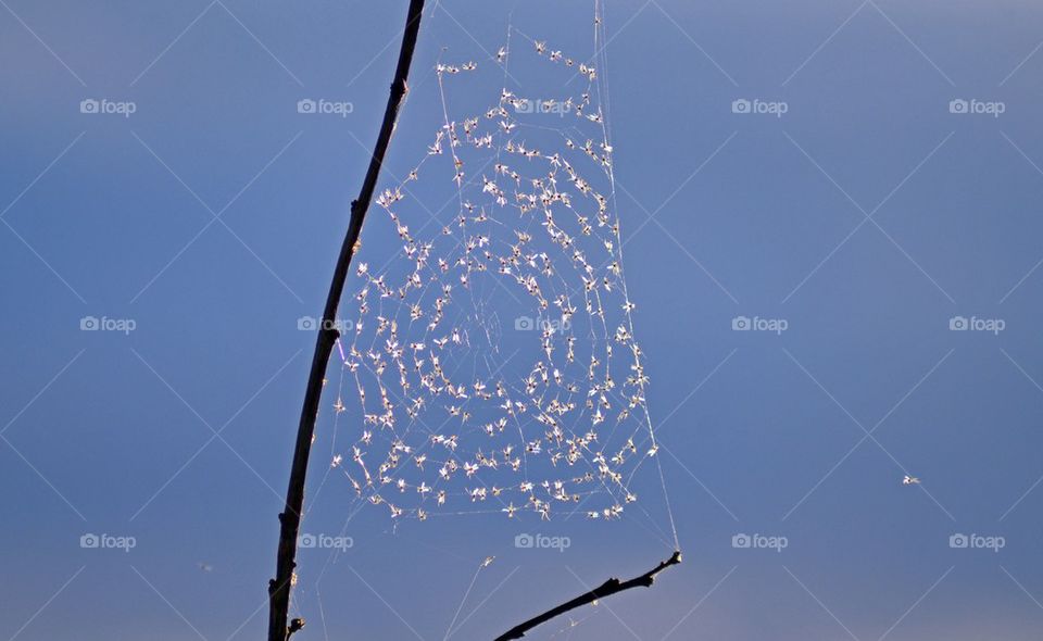 Close-up of spiderweb on branch