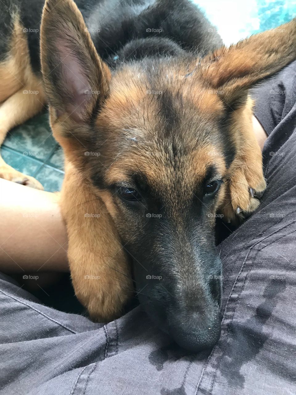 Seem she found the right position on her pillow now 