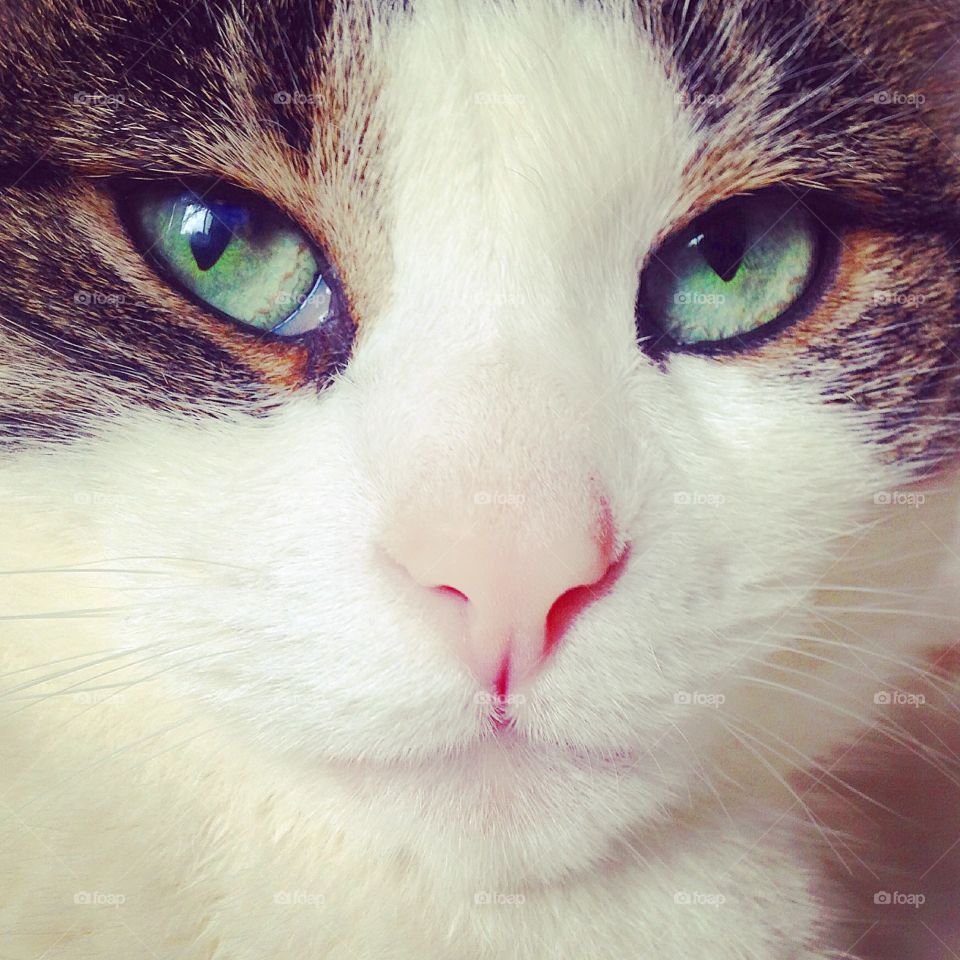 Pretty cat portrait 