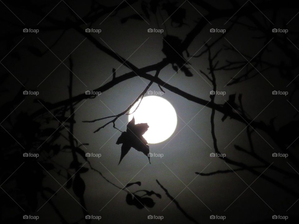 moon and branches