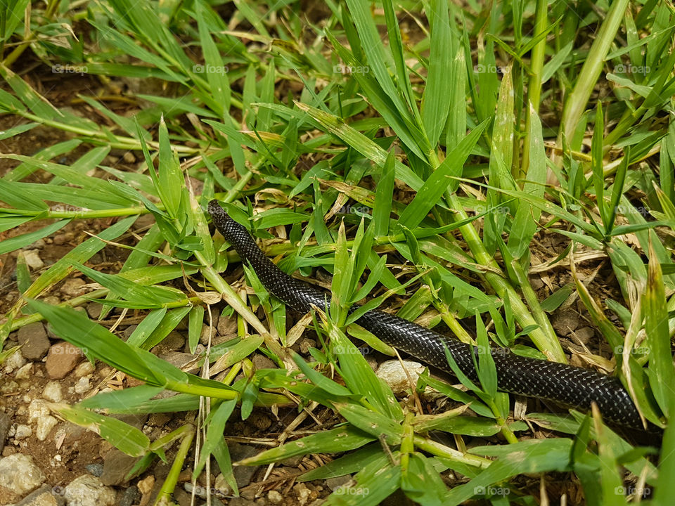 Snake in the grass