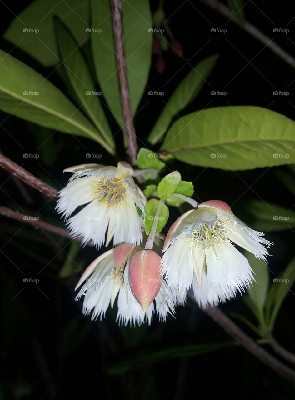 Lily of the Valley Tree (Elaeocarpus grandiflorus)