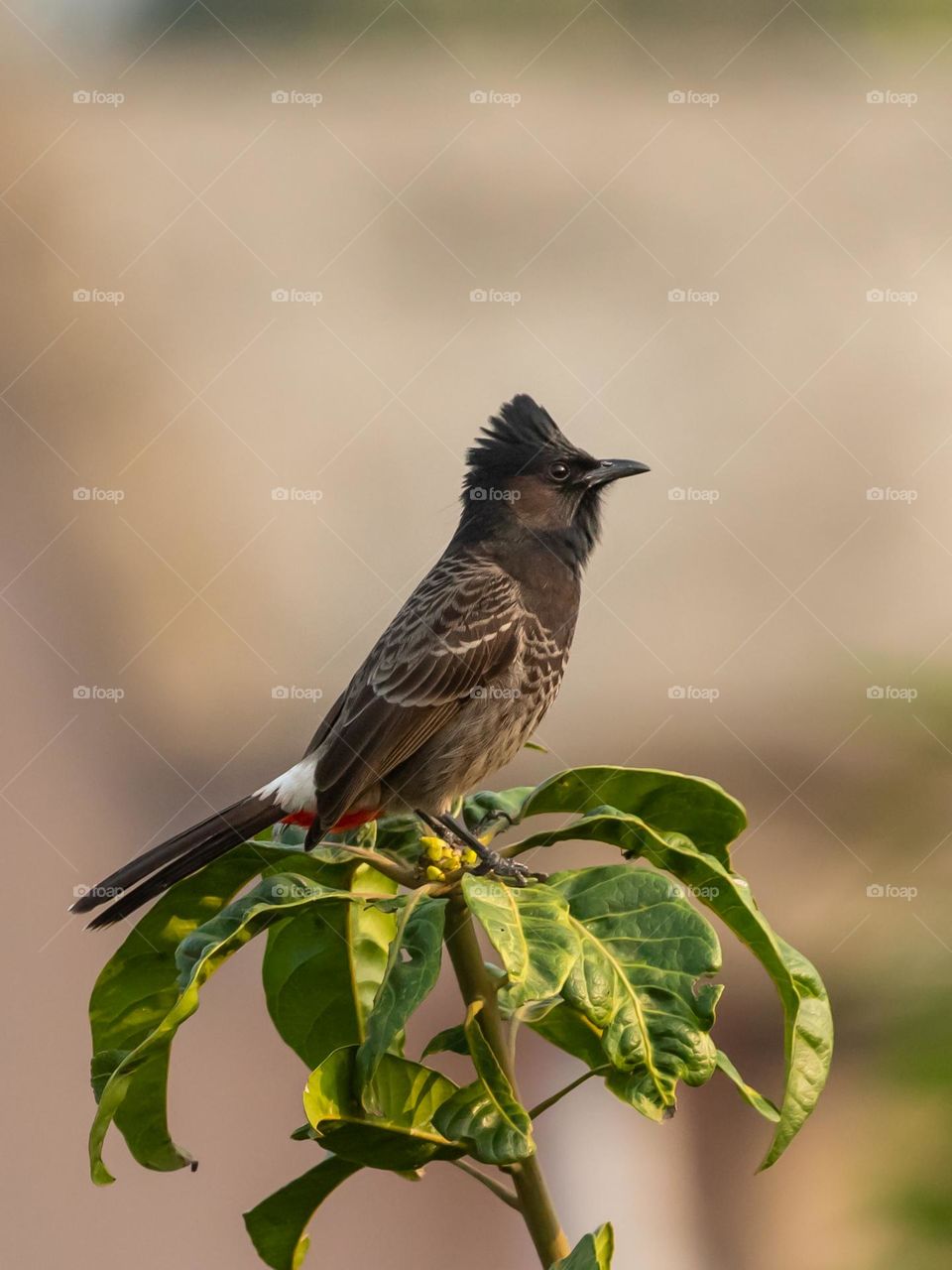 Red-vented bulbul