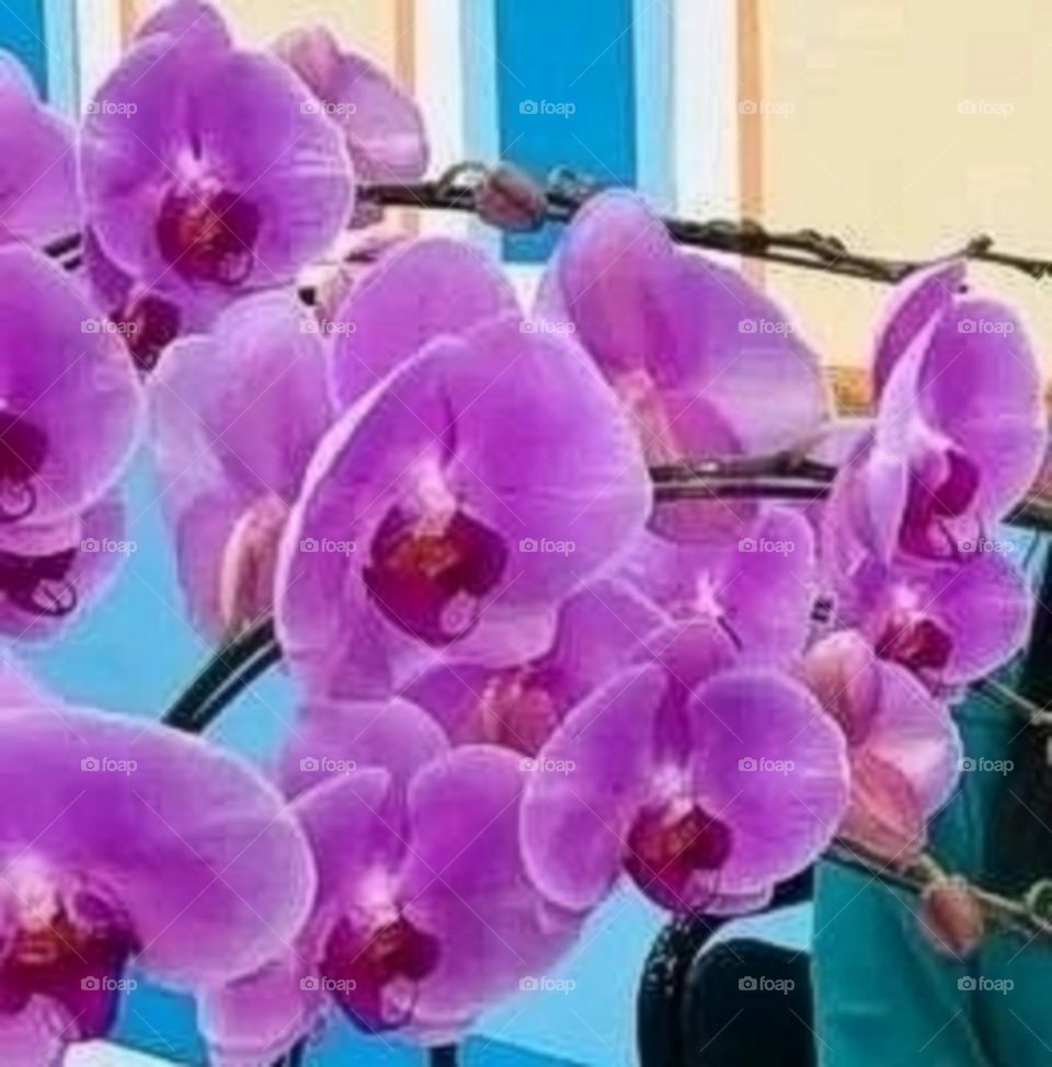 most beautiful and attractive flowers.