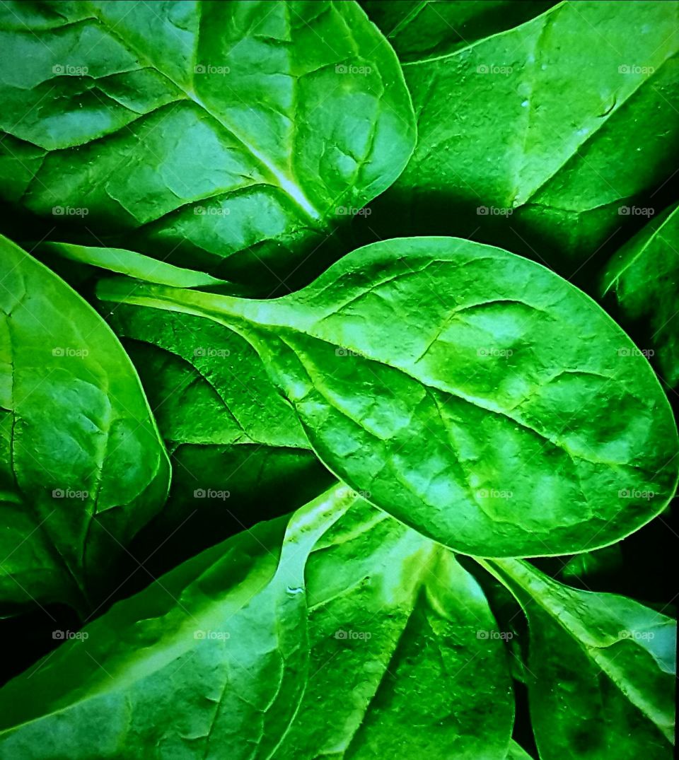 Spinach