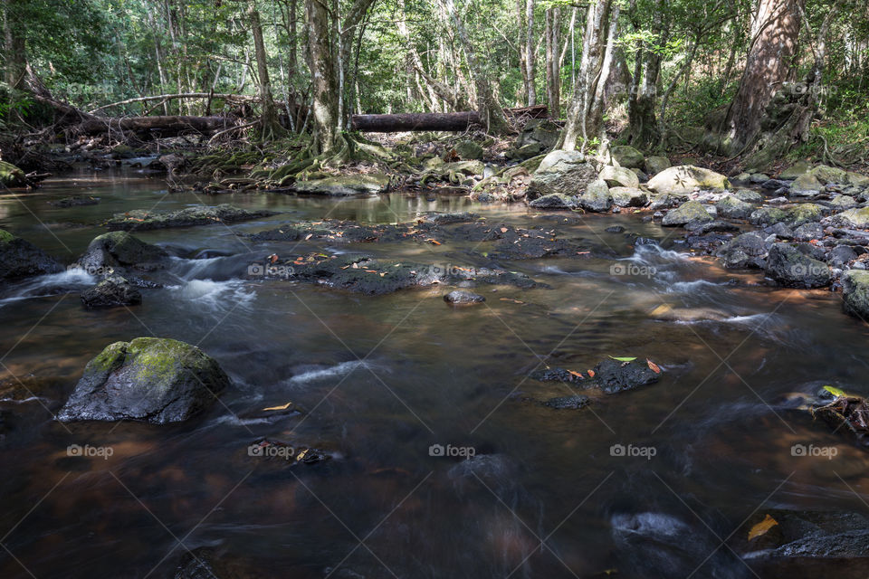 Pond in the forest 