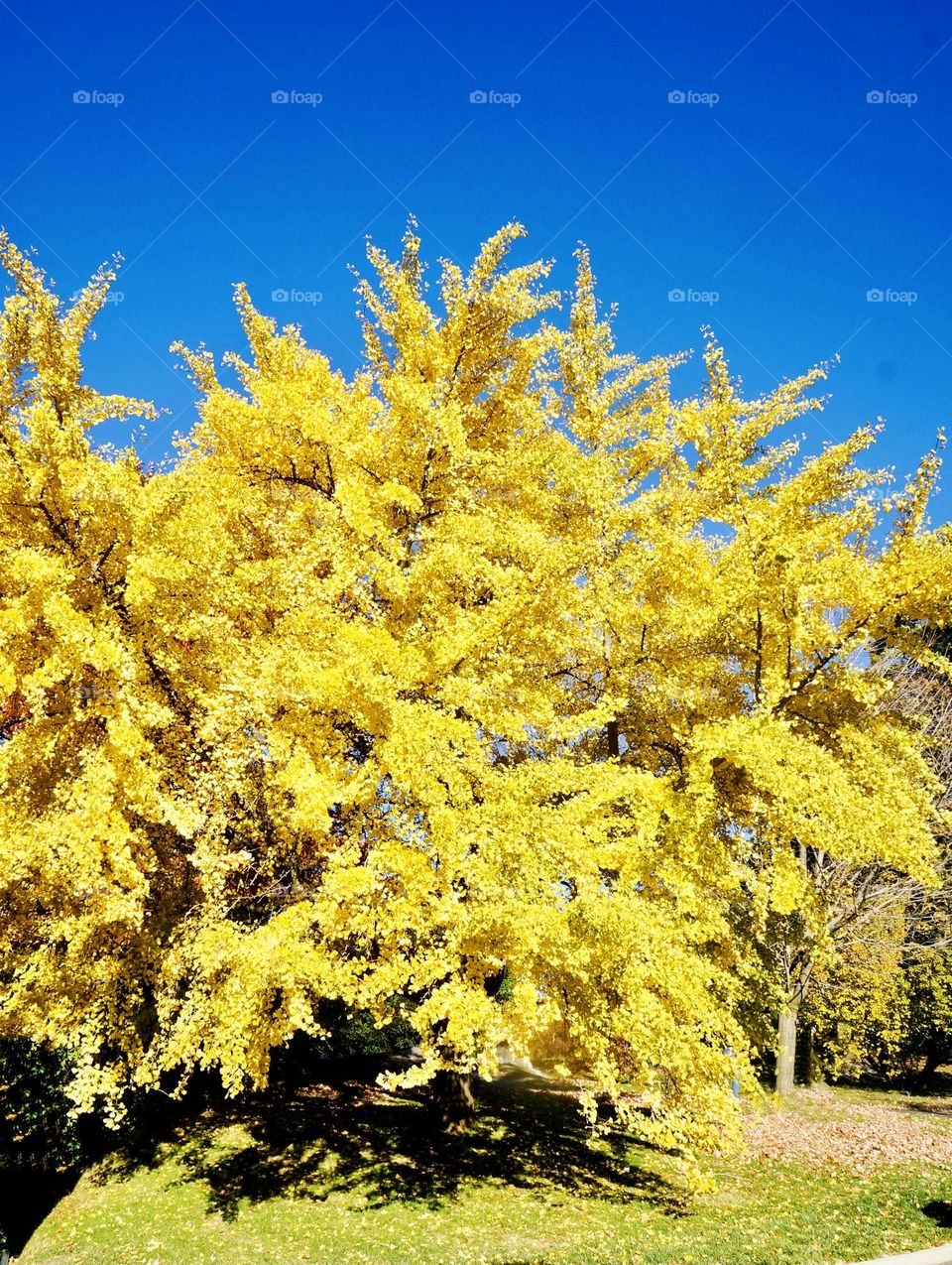 The leaves of the Ginkgo tree transforms to a brilliant golden yellow color in the fall. 