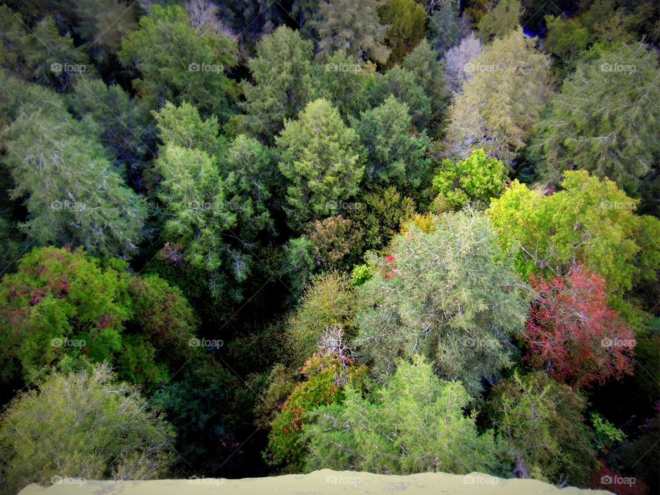 Looking down at the tree tops from a cliff above them