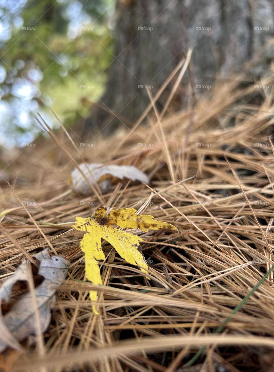 Autumn under a pine tree