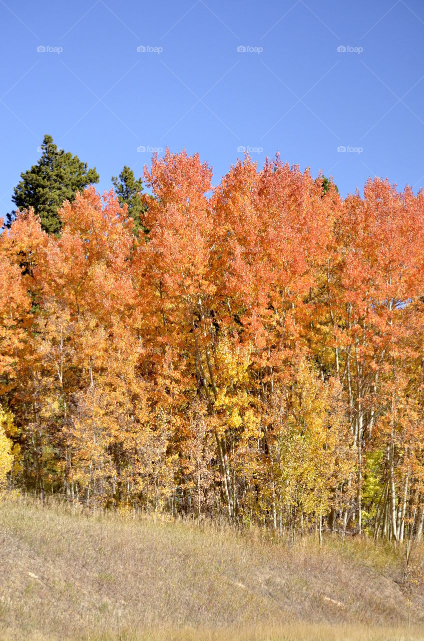 Sunny Aspen Brilliance