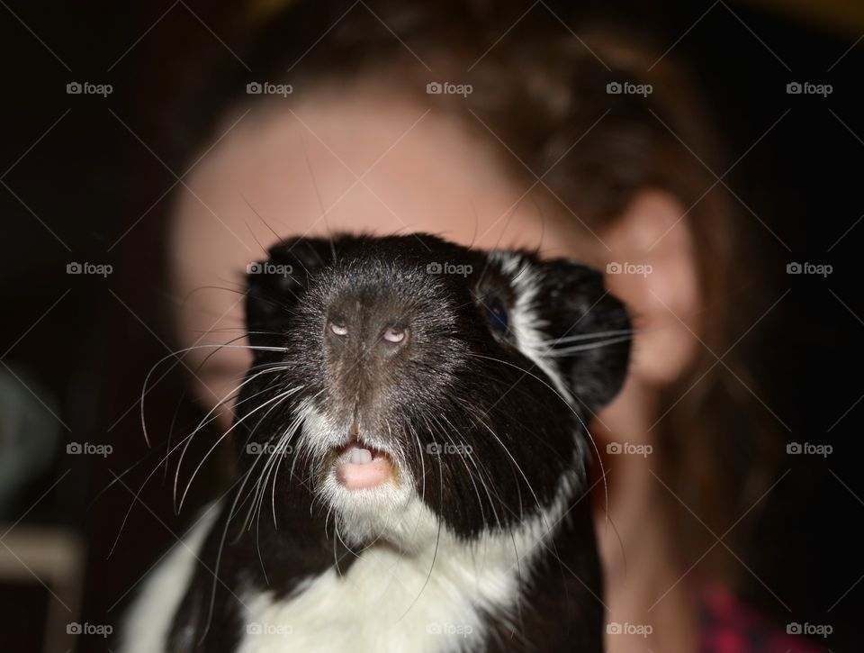 guinea pig on a hands child girl funny portrait