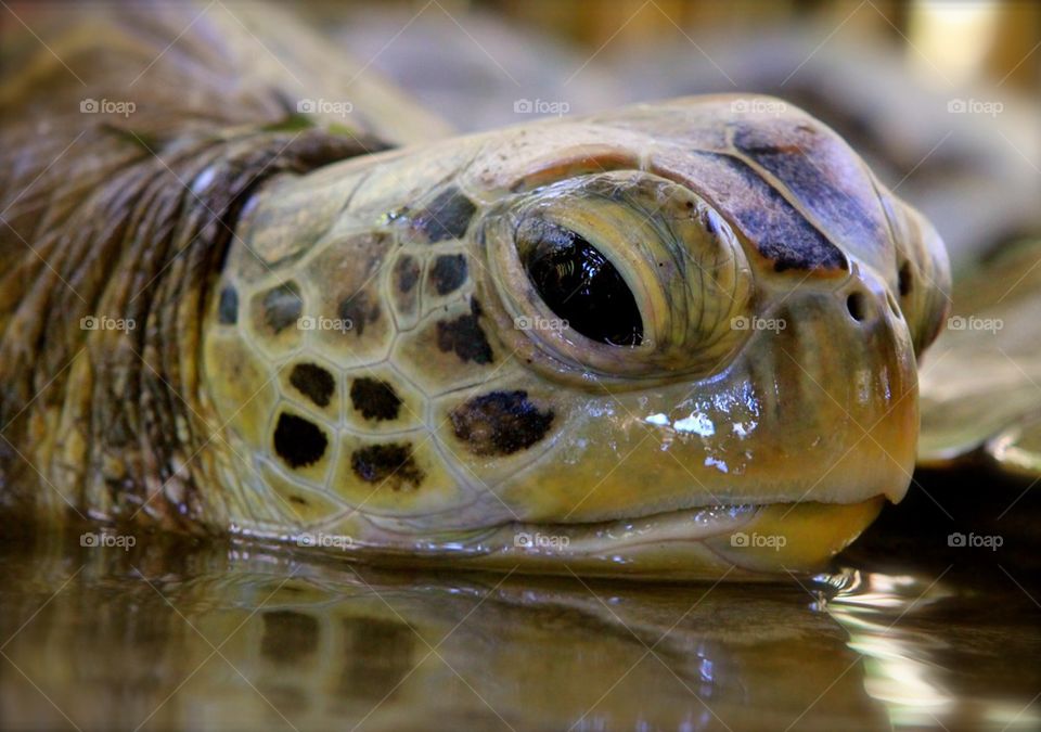 Extreme close-up of tortoise