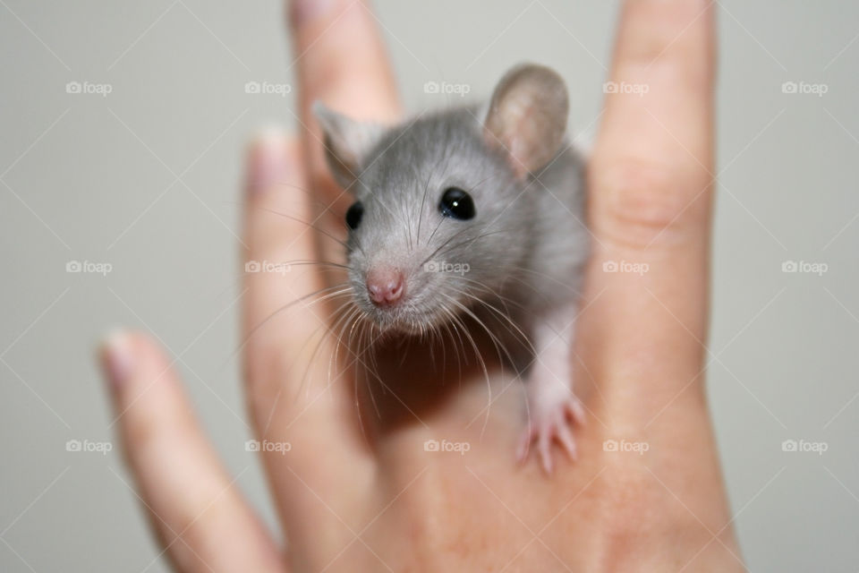 Cute Baby Rat