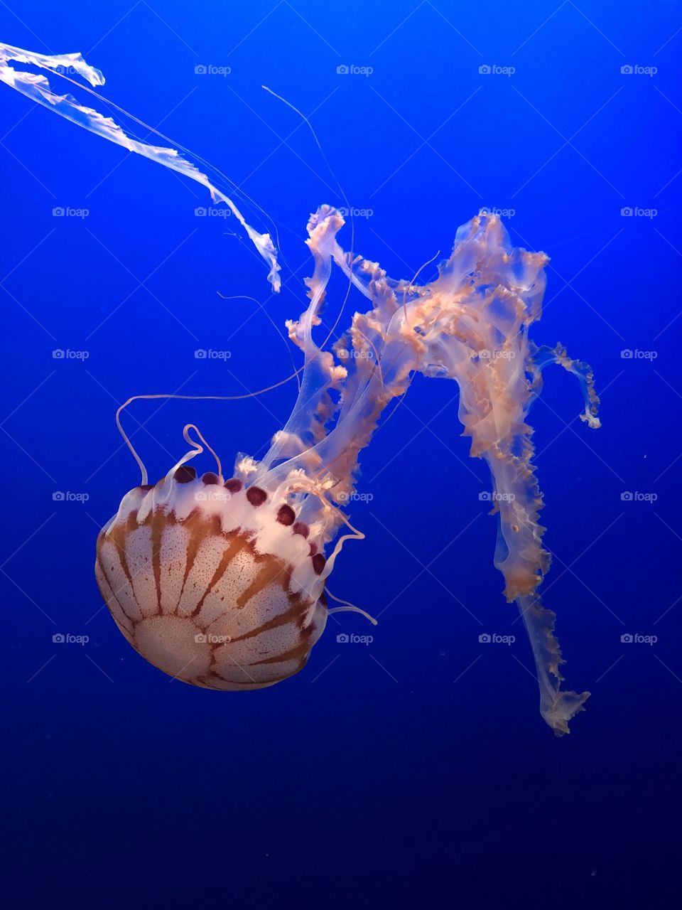 Jellyfish