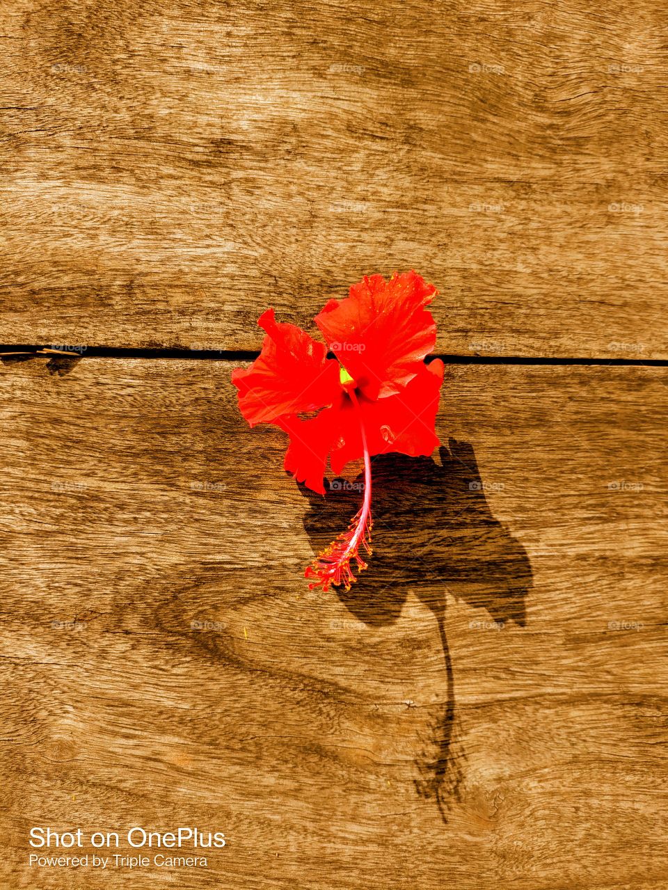 Flower arrangement with wooden background