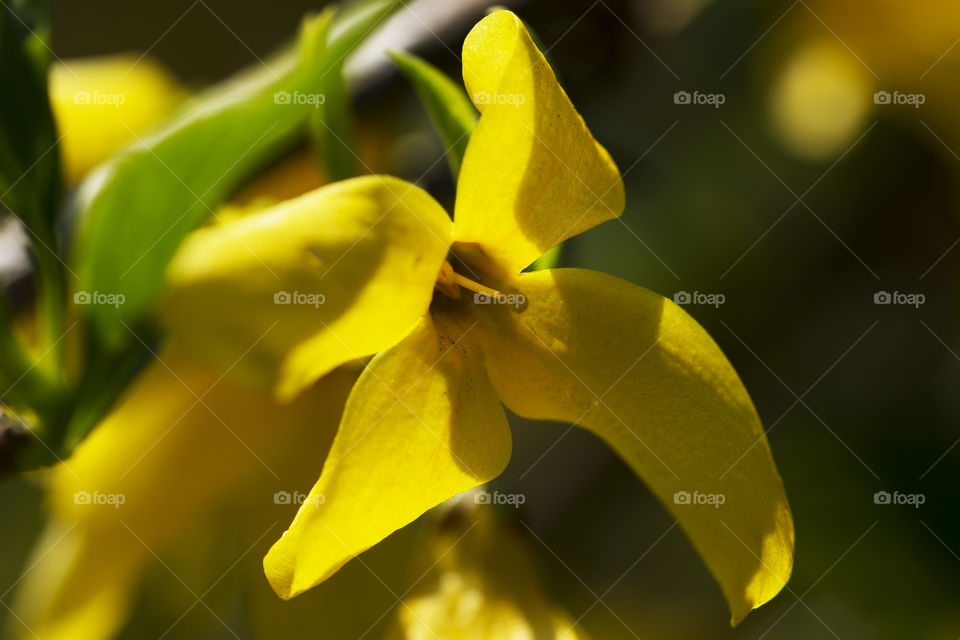 Beautiful yellow spring flower