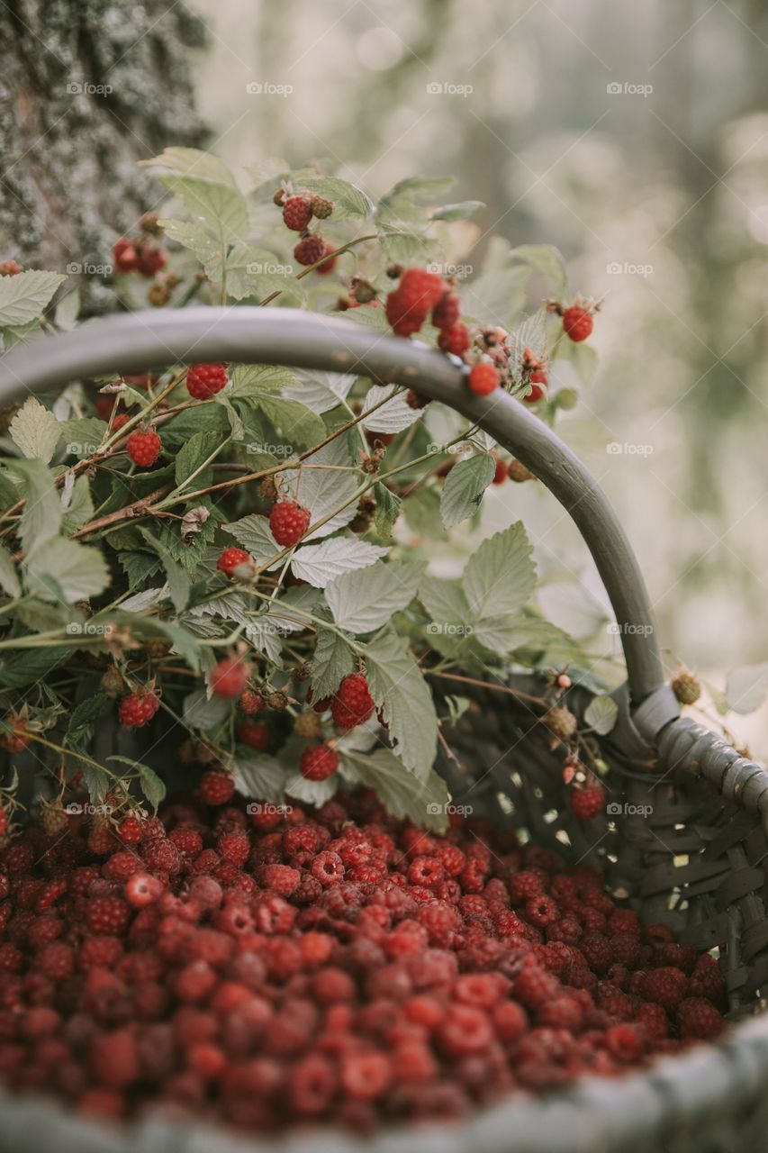 my red red berries