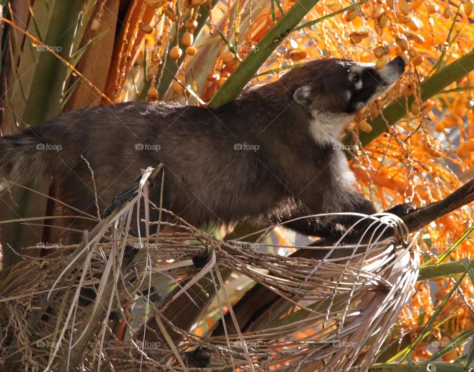 Coatimundi Eating Dates on Palm Tree