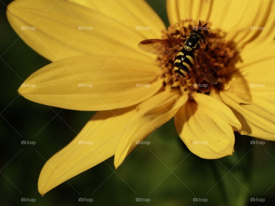 Bee 