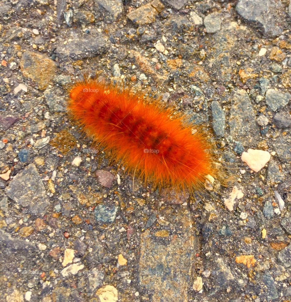 Pretty fuzzy caterpillar 