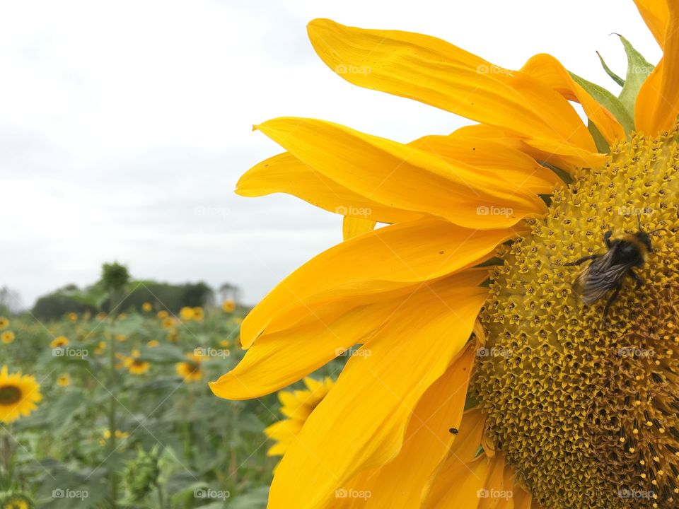 Insect on yellow flower