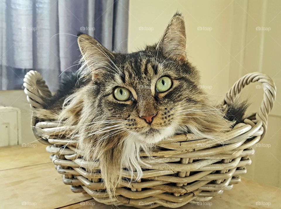 Cat with green eyes sitting in a basket.