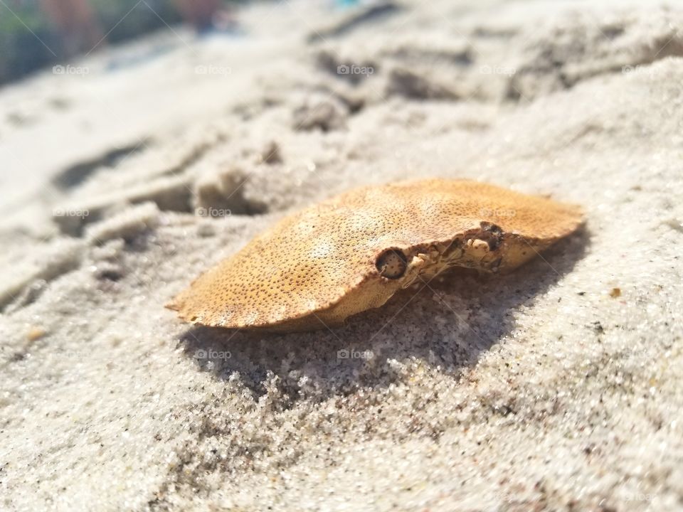 Crab shell.