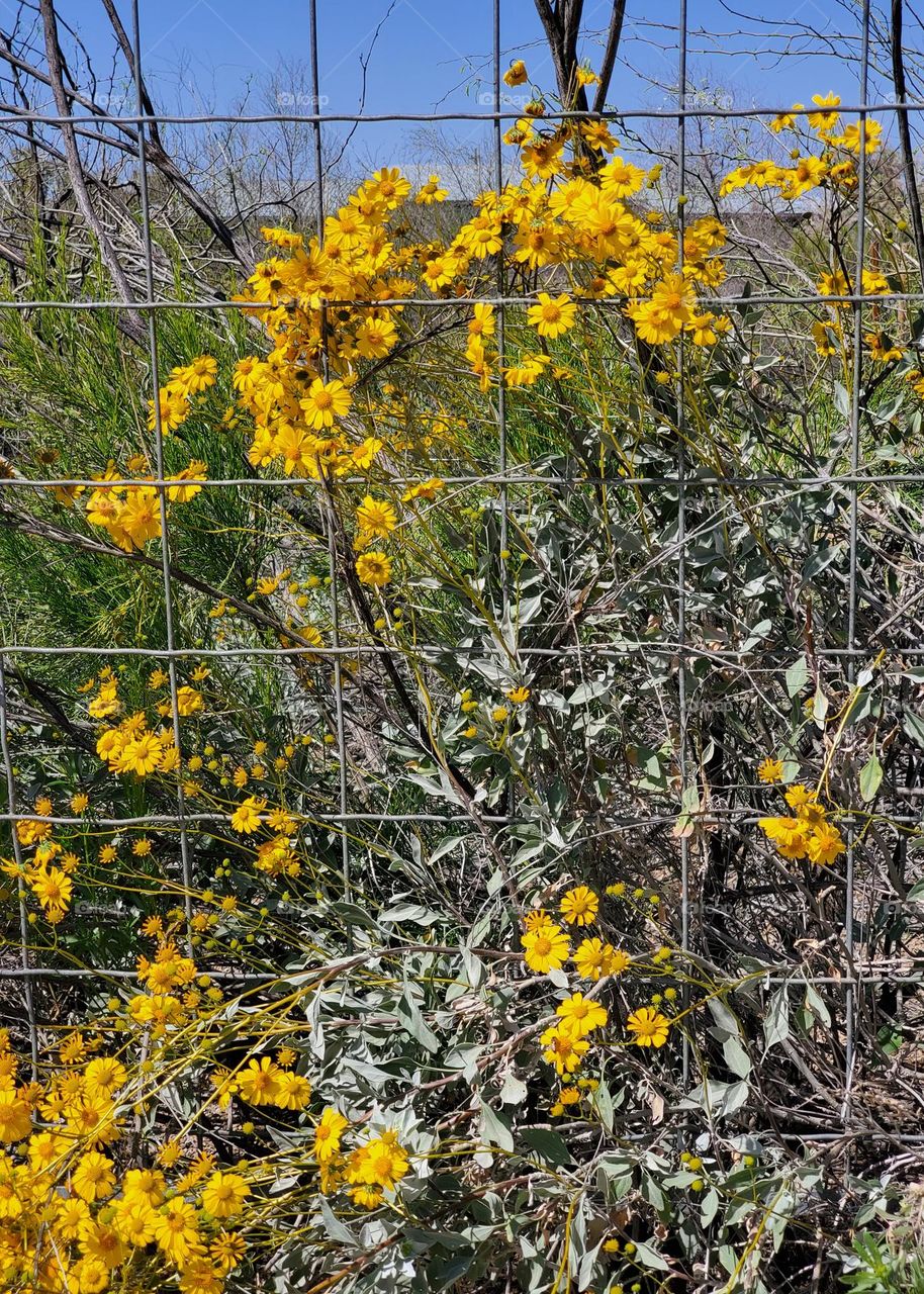 Arizona Spring Flowers Behind the Fence