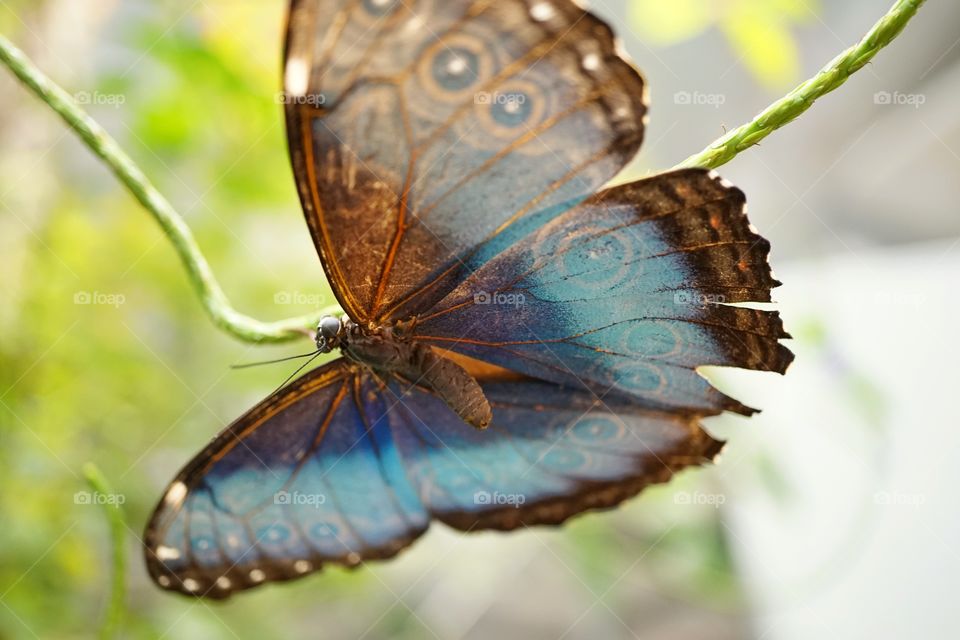 Blue Morpho Butterfly
