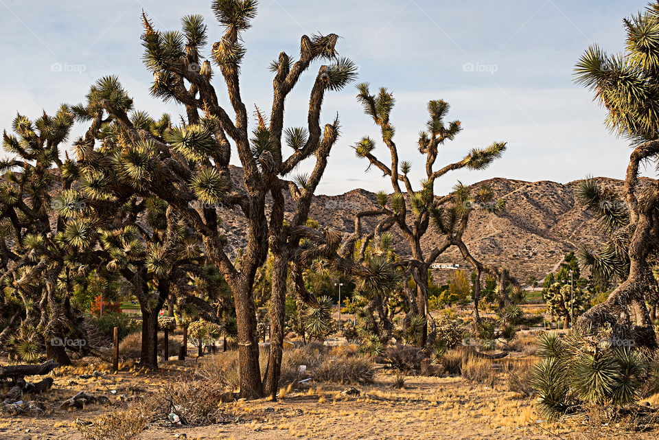 The Californian Mojave Desert Landscape