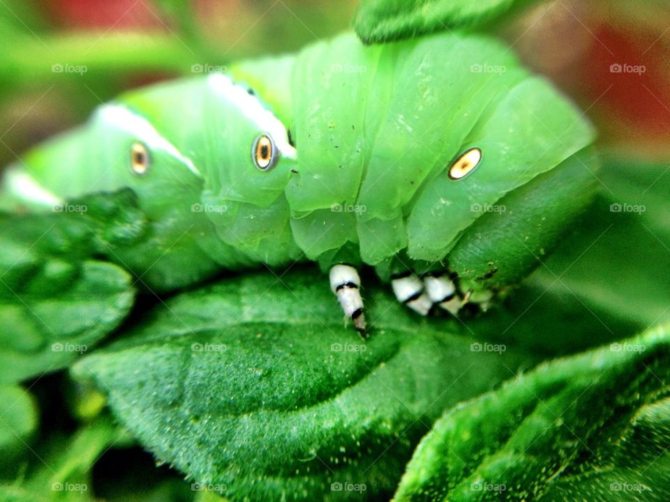 Tobacco hornworm