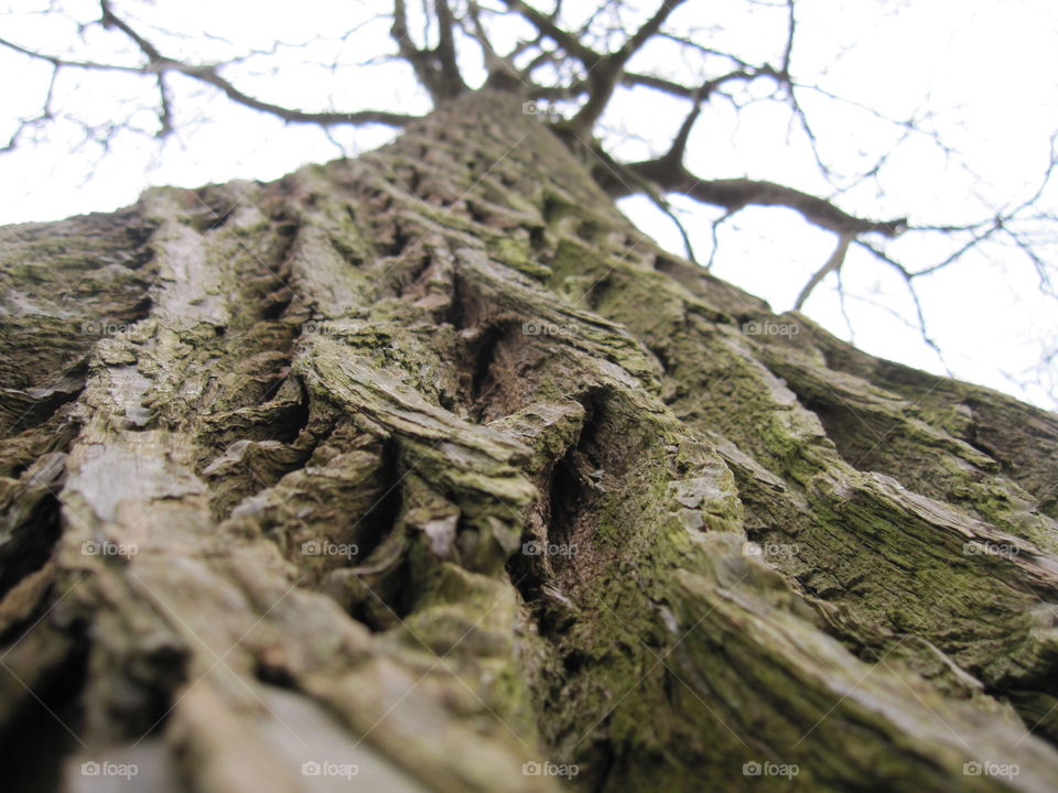 Nature, Tree, Wood, Outdoors, Rock