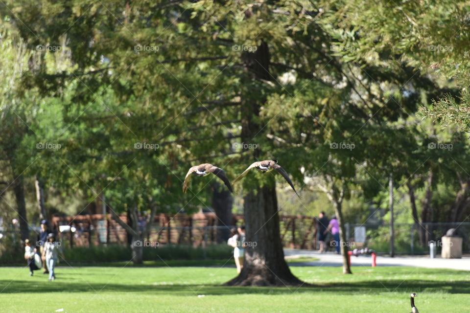 Birds in a public open space