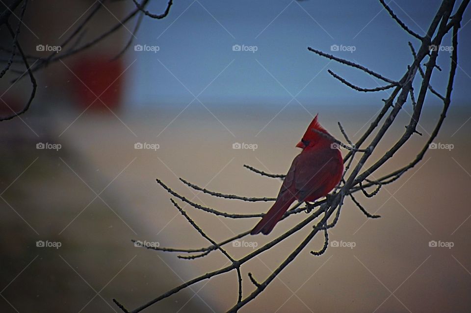 A Red Visitor on a Cold Day