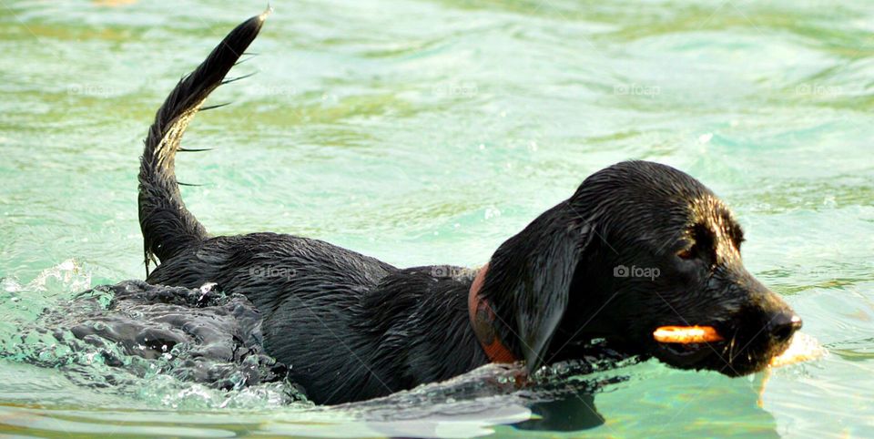 Dog swimming 