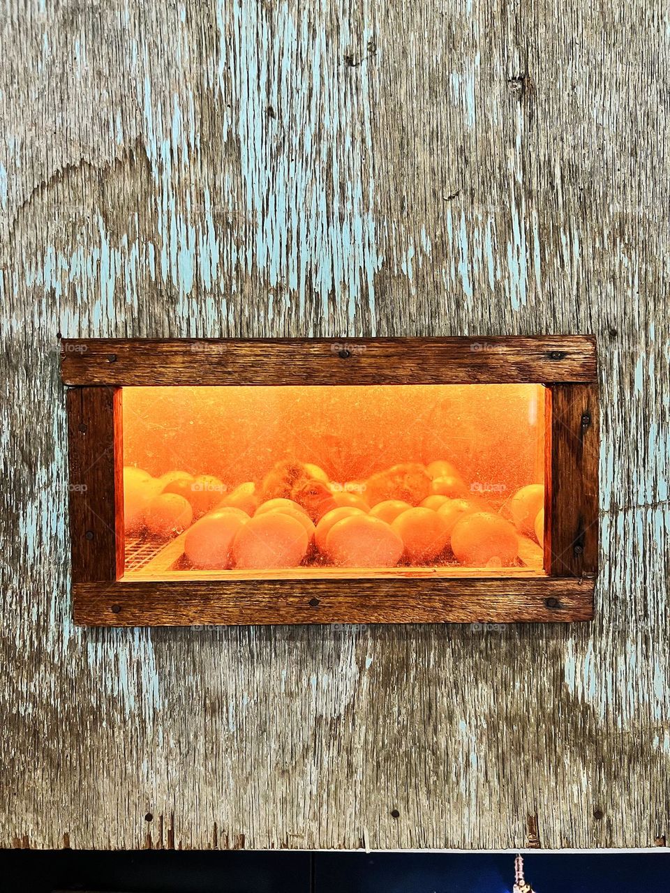 Hatch chicks in a rectangle chick incubator