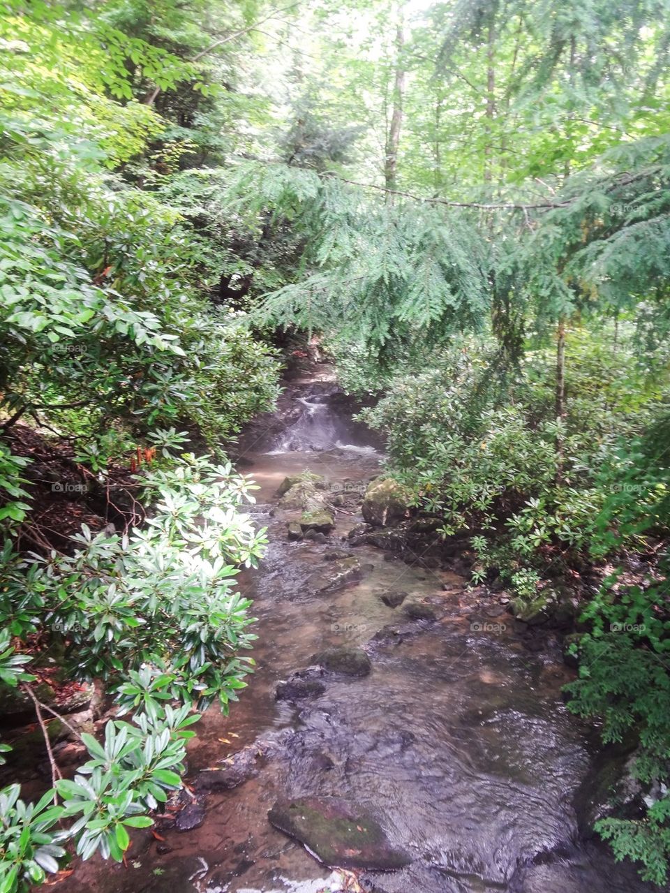 Wooded stream