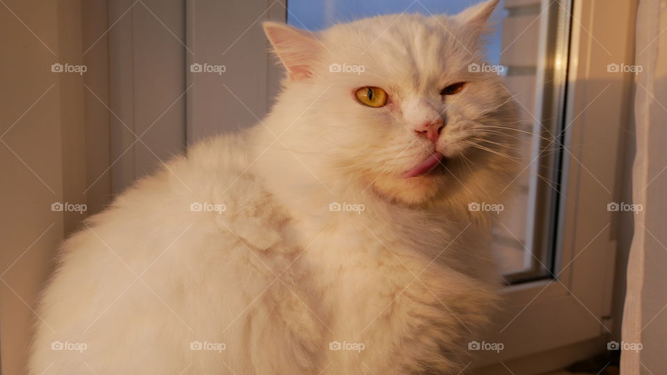 Close-up of white cat