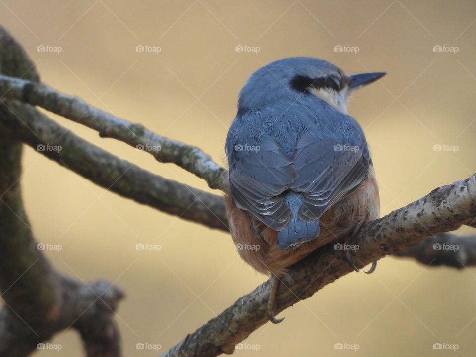 A Nuthatch in a tree 