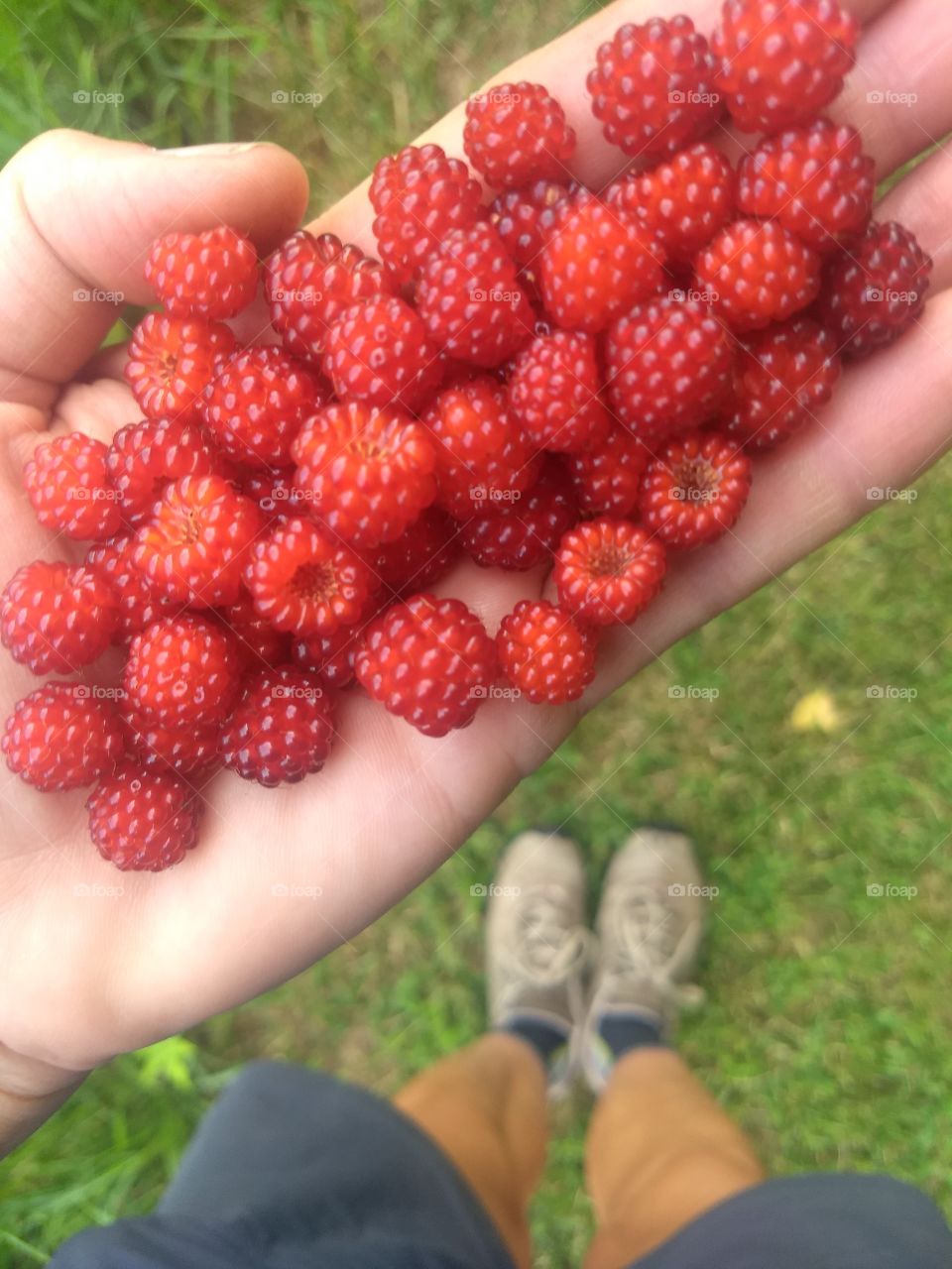 hiker standing with handful of freshly picked red raspberries